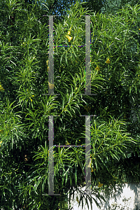 Picture of Thevetia peruviana 