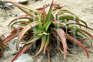 Picture of Aloe tauri 