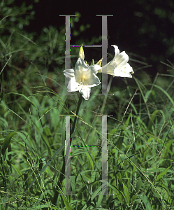 Picture of Amaryllis belladonna 'Alba'