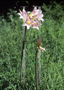 Picture of Amaryllis belladonna 