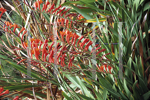 Picture of Watsonia pillansii 