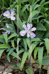 Picture of Iris cristata 