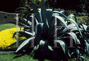 Picture of Aloe thraskii 