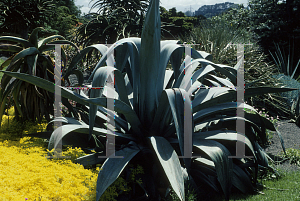 Picture of Aloe thraskii 