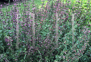 Picture of Agastache  'Hazy Days'