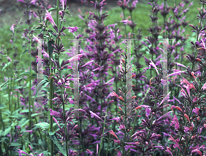 Picture of Agastache  'Hazy Days'