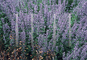 Picture of Agastache  'Pink Pop'