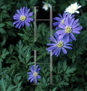 Picture of Anemone blanda 'Blue Shadows'