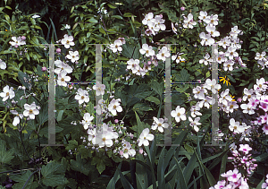 Picture of Anemone hupehensis var. japonica 'Prince Henry'