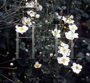 Picture of Anemone x hybrida 'Alba'