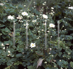 Picture of Anemone x hybrida 'Avalanche'