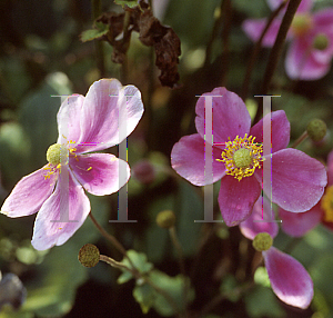 Picture of Anemone hupehensis 'September Charm'