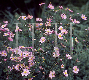 Picture of Anemone x hybrida 'Serenade'