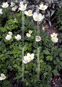 Picture of Anemone sylvestris 