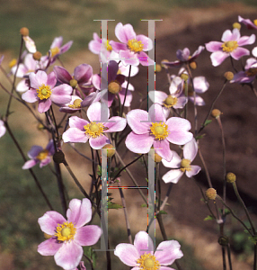 Picture of Anemone tomentosa 'Robustissima'