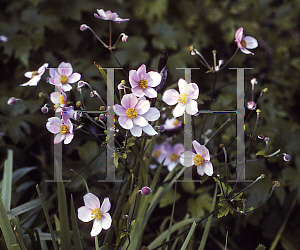 Picture of Anemone tomentosa 'Robustissima'