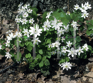 Picture of Anemonella thalictroides 