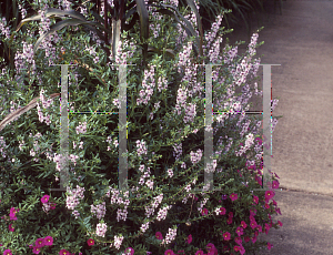 Picture of Angelonia angustifolia 'AngelMist Lavender Pink'