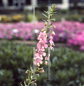 Picture of Angelonia angustifolia 'Pandiana Pink'