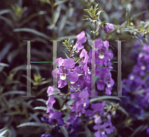 Picture of Angelonia angustifolia 'Purple'