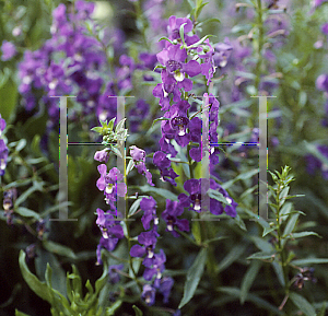 Picture of Angelonia angustifolia 'Purple'