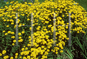 Picture of Anthemis macedonica 