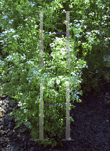Picture of Anthriscus cereifolium 