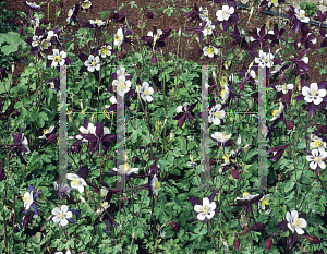 Picture of Aquilegia x hybrida 'Colorado Violet and White'
