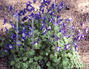 Picture of Aquilegia x hybrida 'Fairytale Blue'