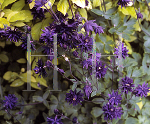 Picture of Aquilegia vulgaris 'Triple Purple'