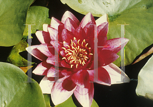 Picture of Nymphaea  'Attraction'