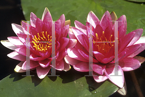 Picture of Nymphaea  'Attraction'