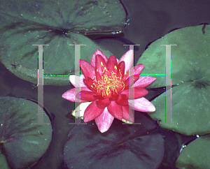 Picture of Nymphaea  'Burgundy Princess'