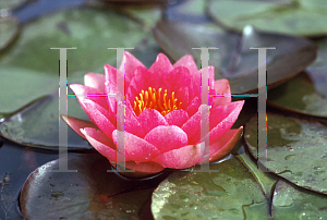 Picture of Nymphaea  'James Brydon'