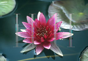 Picture of Nymphaea  'Marliacea Flammea'