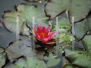 Picture of Nymphaea  'Pygmaea Rubra'