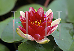 Picture of Nymphaea  'Steven Strawn'