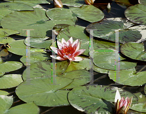 Picture of Nymphaea  'Sirius'