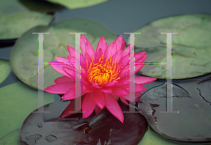 Picture of Nymphaea  'Cathy Stroupe'