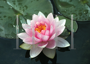 Picture of Nymphaea  'Hollandia'