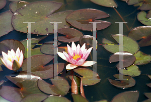 Picture of Nymphaea  'Joanne Pring'