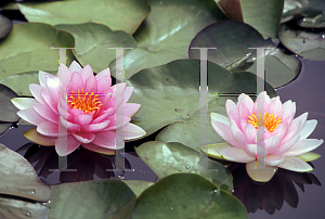 Picture of Nymphaea  'Hollandia'