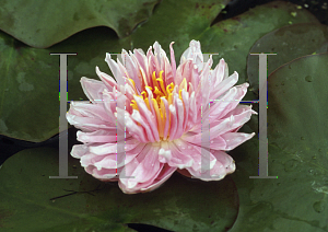 Picture of Nymphaea  'Lilypons'