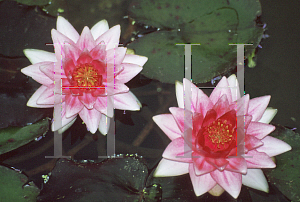 Picture of Nymphaea  'Mary'