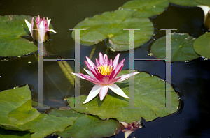 Picture of Nymphaea  'Nigel'