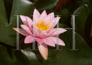 Picture of Nymphaea  'Pink Sensation'