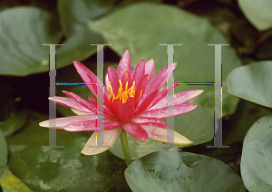 Picture of Nymphaea  'Pink Sparkle'