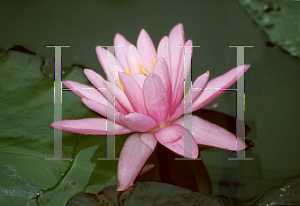Picture of Nymphaea  'Yuh Ling'