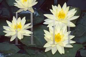 Picture of Nymphaea  'Gold Medal'