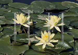 Picture of Nymphaea  'Sunrise'